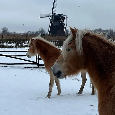 Aan De Rotte Roterdão