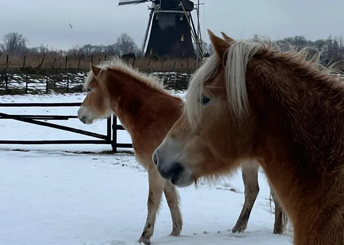 Aan De Rotte Роттердам